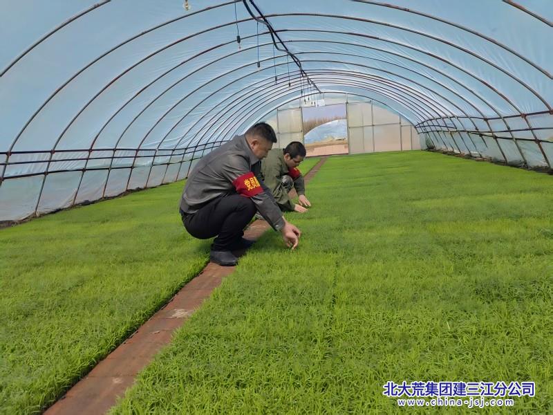 十三管理區(qū)苗床黨員干部(1).jpg