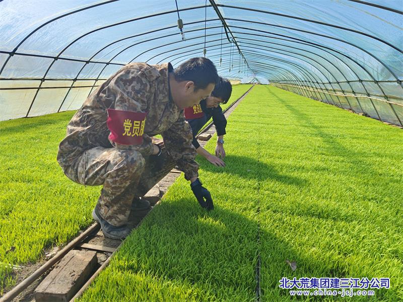 23年三區(qū)照片+黨員服務(wù)隊（查看秧苗漲勢）.jpg